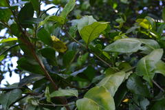 Gardneria ovata
